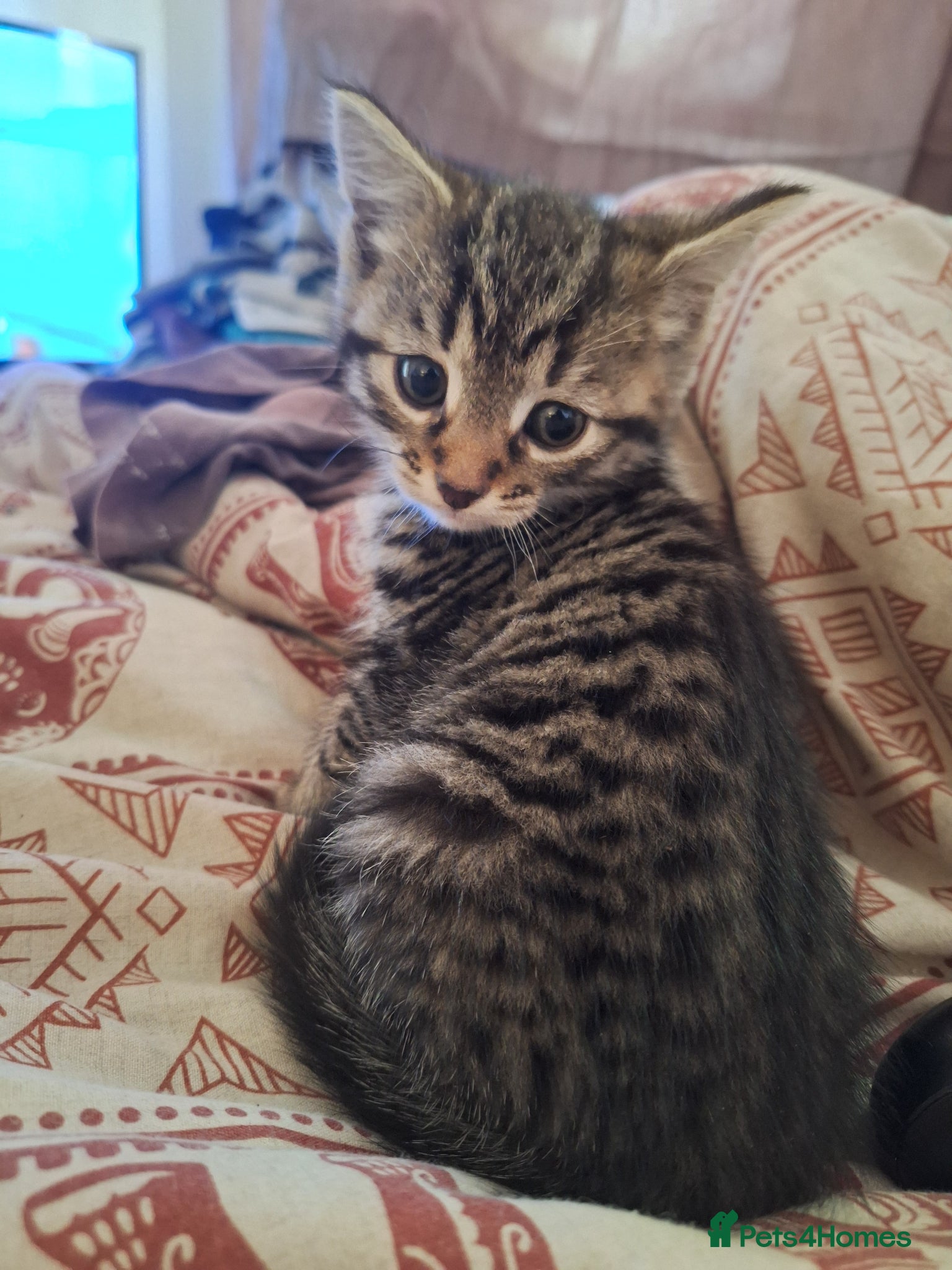 Mixed Breed cats Maine coon mix boy kitten 😻 - Advert 1