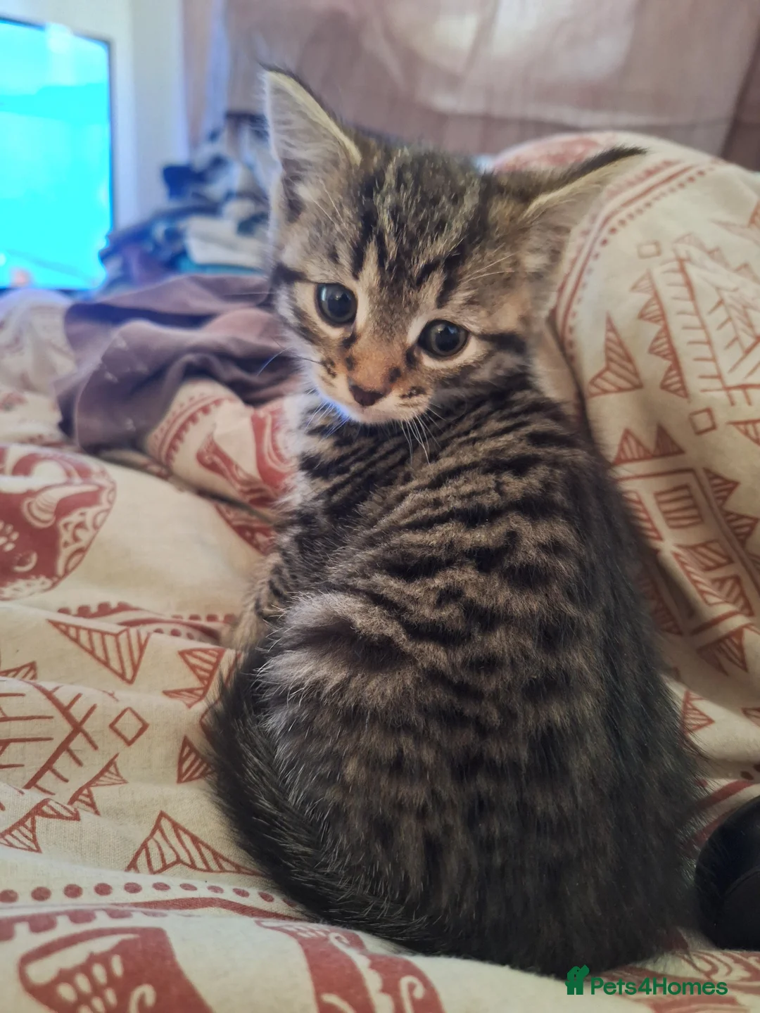 Mixed Breed cats for sale: Maine coon mix boy kitten 😻 - Advert 1