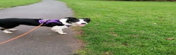 Border Collie dogs for adoption: ❤️Millie fabulous  18-month-old Border Collie ❤️ - Advert 10