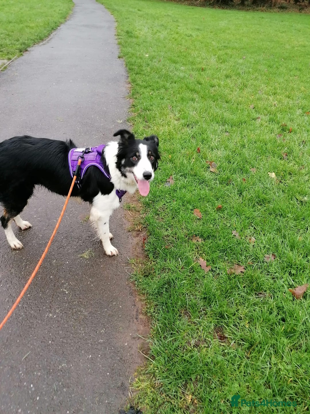 Border Collie dogs for adoption: ❤️Millie fabulous  18-month-old Border Collie ❤️ - Advert 10