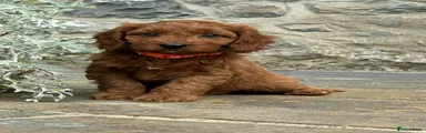 Cavapoo Puppy 4