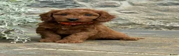 Cavapoo dogs for sale: Fox red&  dark peach cavapoo’s reared with love. - Advert 9