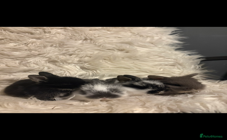 Mini Lion Lop rabbits - Advert 2