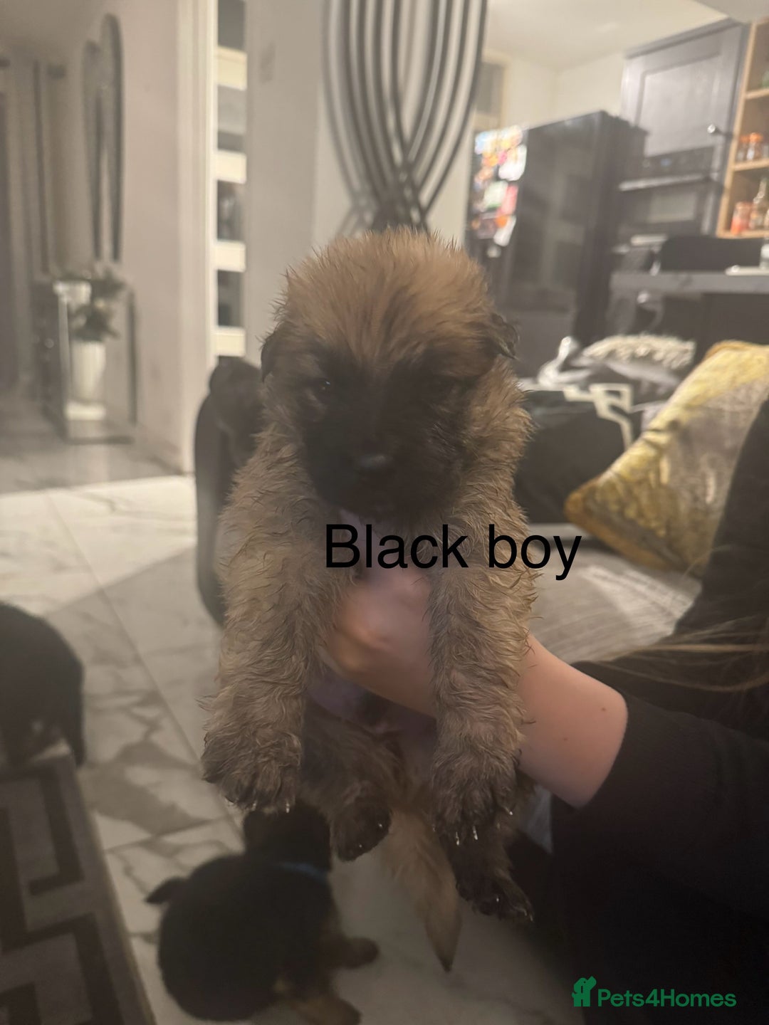 German Shepherd dogs for sale: Long haired German shepherd puppies  - Advert 7