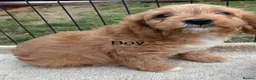 Cavapoo dogs for sale: F1 CAVAPOO PUPPIES  - Advert 7