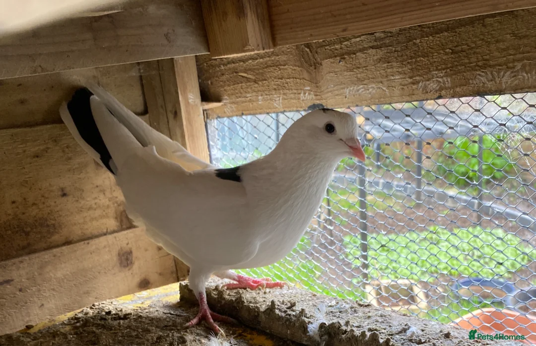 Pigeons birds for sale: Pure White Pigeons - Advert 3