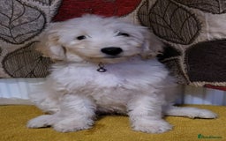 Mixed Breed dogs for sale: Cockapoo cross puppies  - Image 3