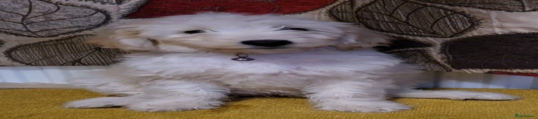 Mixed Breed Puppy 4