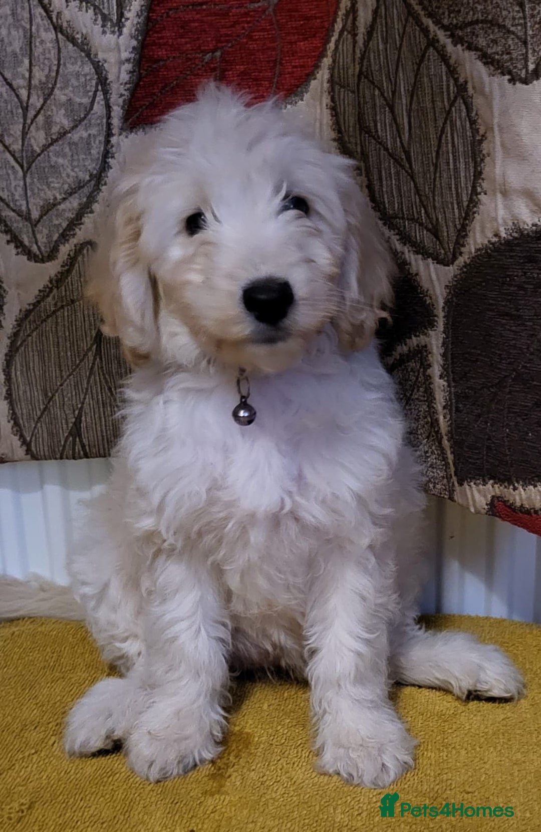 Mixed Breed dogs for sale: Cockapoo cross puppies  - Image 3