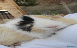 Guinea Pig rodents for sale: Male Guinea Pig - Image 4