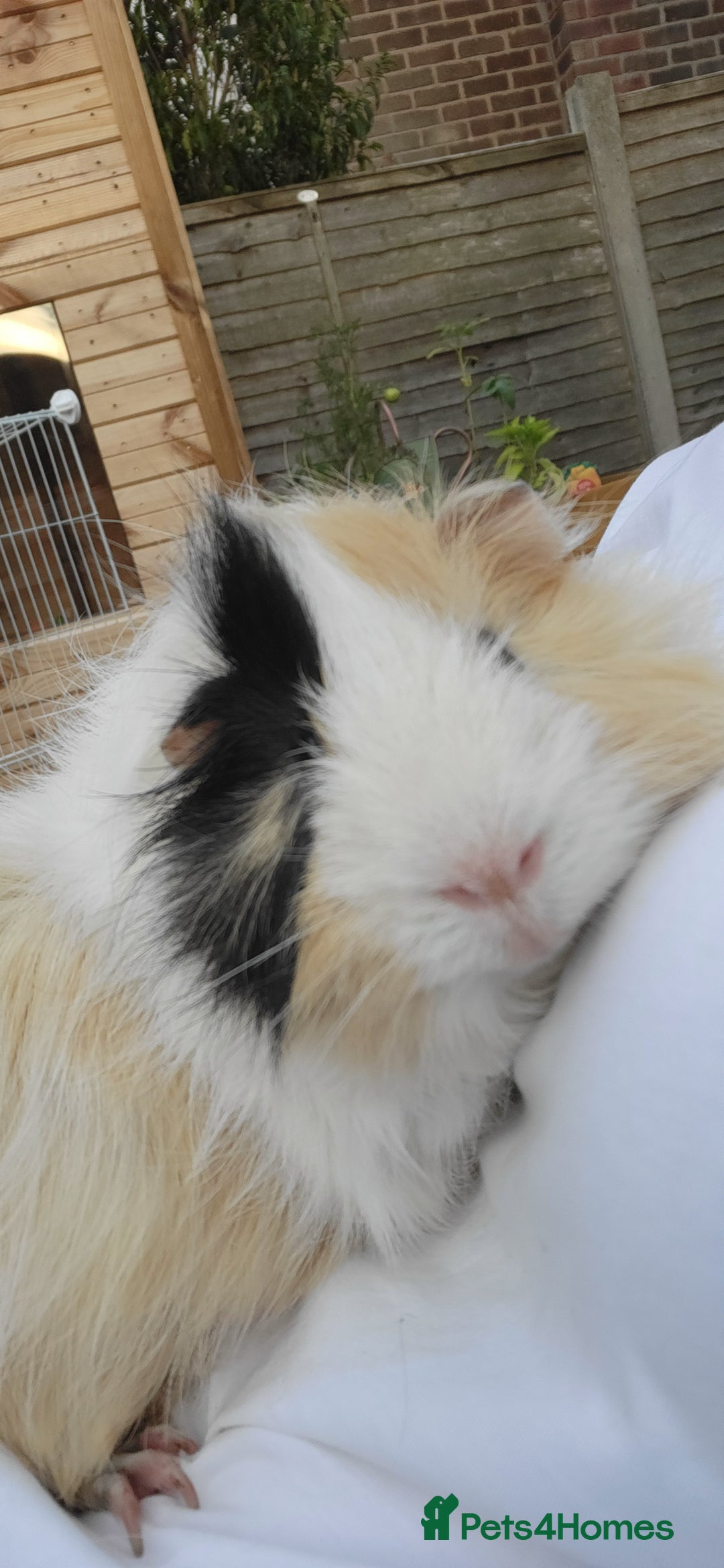 Guinea Pig rodents for sale: Male Guinea Pig - Image 4