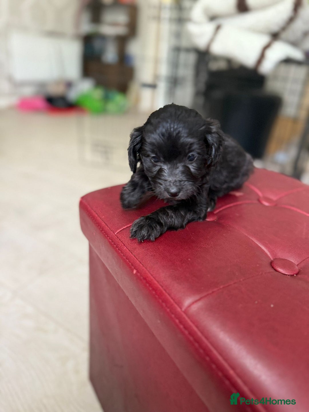 Toy Poodle dogs for sale: Toy poodle x chipoo male puppies - Advert 2