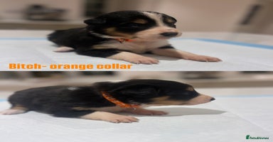 Mixed Breed dogs - Advert 5