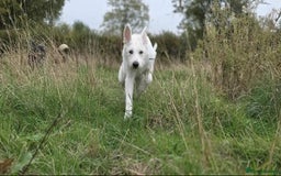 Mixed Breed dogs for adoption:  ARIEL with the bunny rabbit ears  - Image 5
