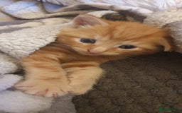 Mixed Breed cats for sale: Adorable kittens  - Image 14