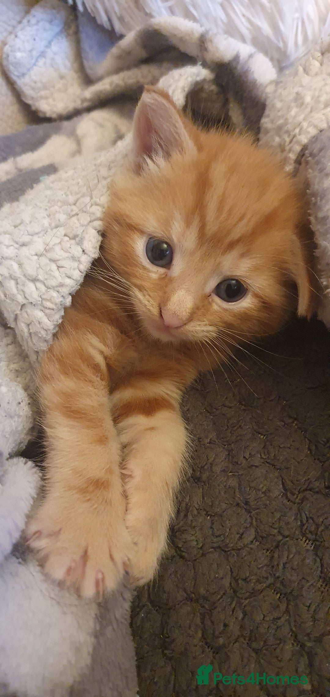 Mixed Breed cats for sale: Adorable kittens  - Image 14
