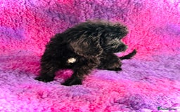Cockapoo dogs for sale: Cockpoos puppies  - Image 3