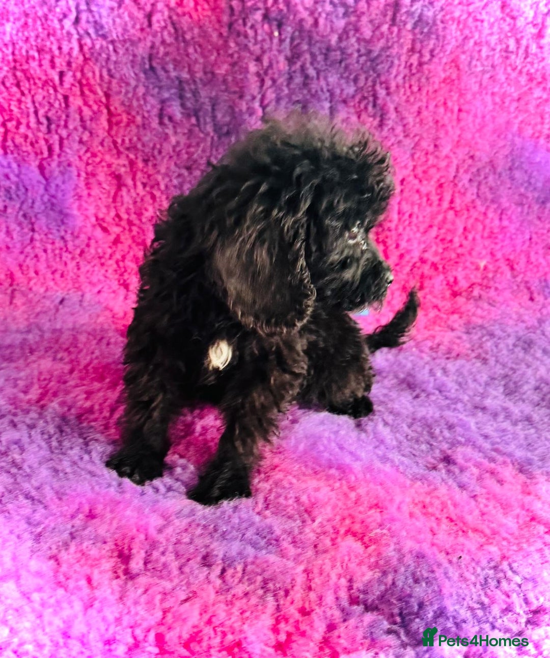 Cockapoo dogs for sale: Cockpoos puppies  - Image 3