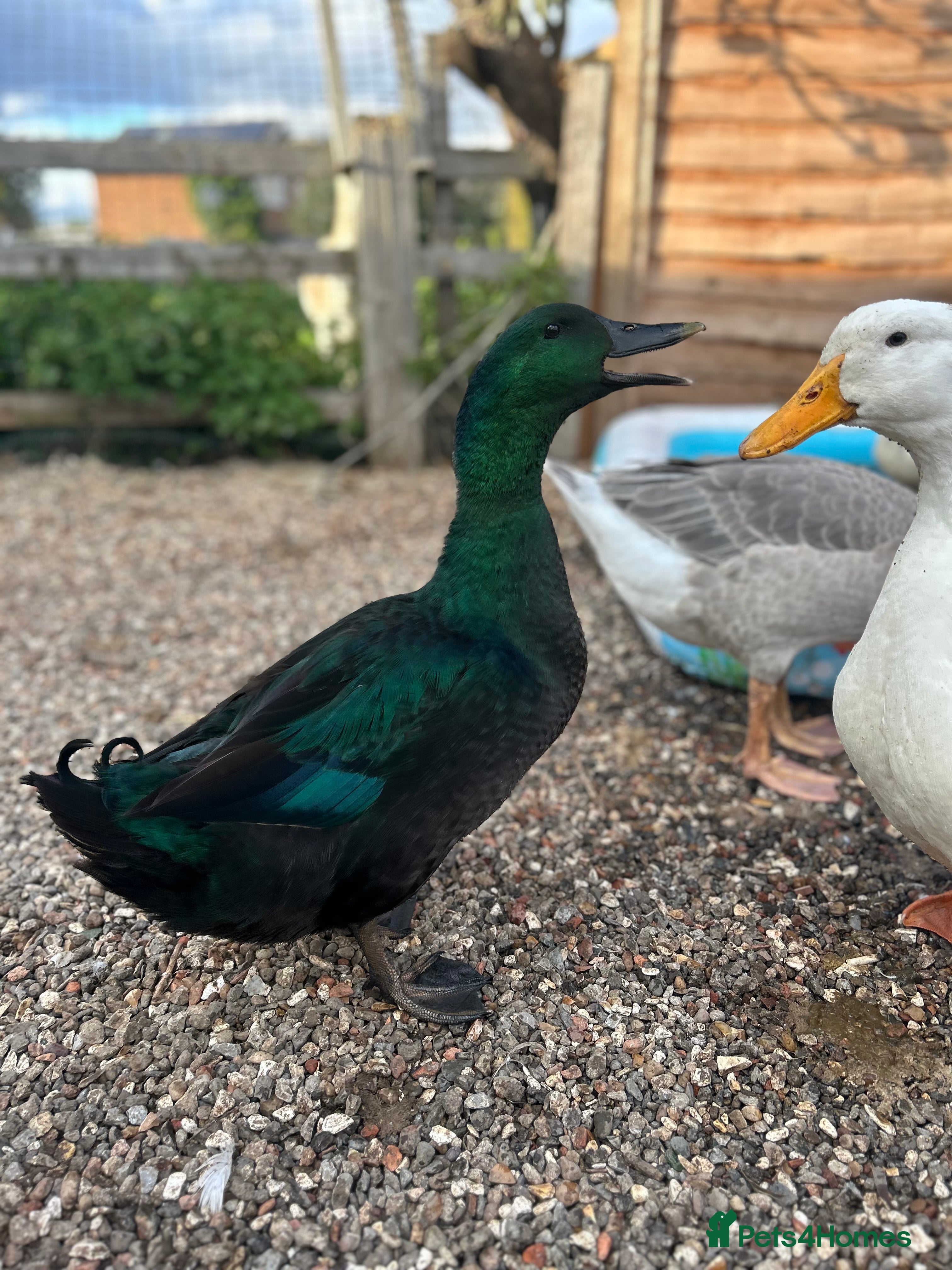 Ducks poultry Cayuga duck hatching eggs  in Hull - Advert 1