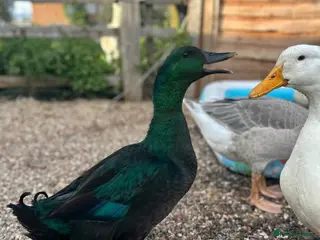 Ducks poultry Cayuga duck hatching eggs in Hull - Advert 1