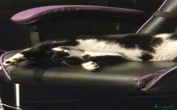Domestic Shorthair cats for sale: Male neutered cat  - Image 5