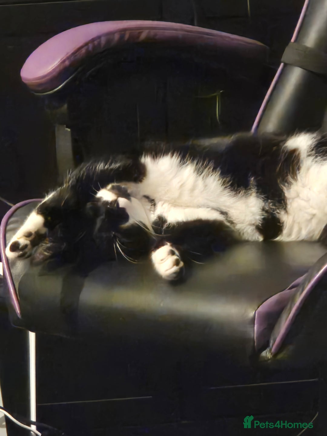 Domestic Shorthair cats for sale: Male neutered cat  - Image 5