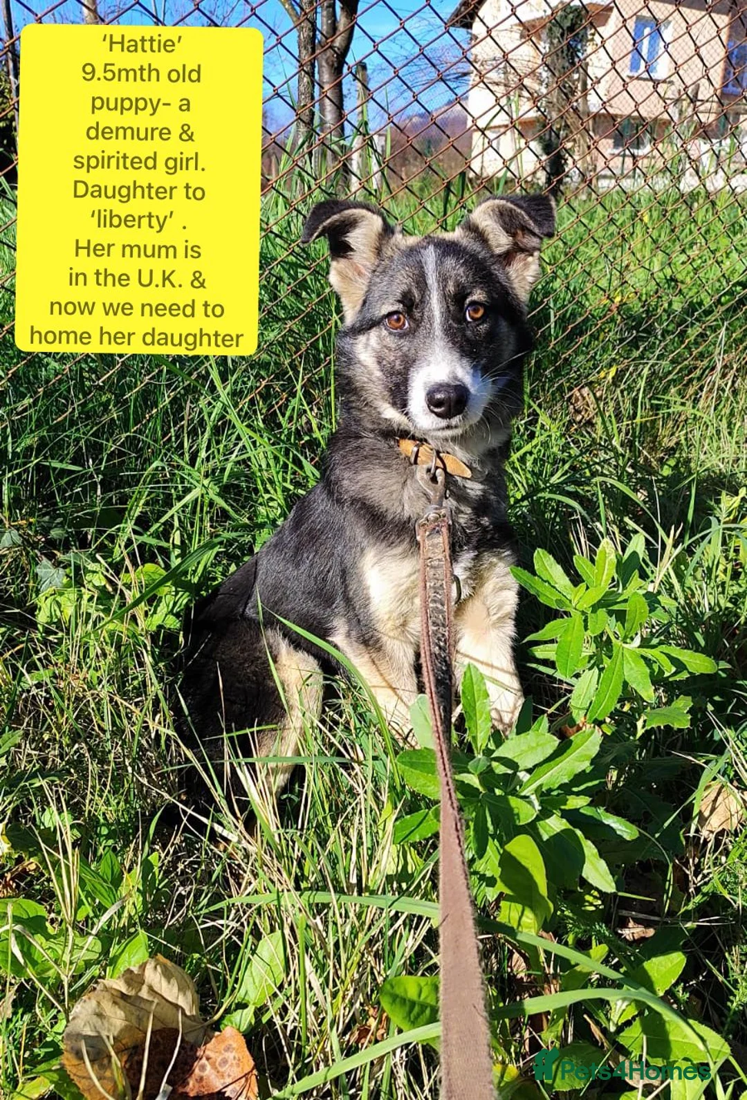 Mixed Breed dogs for adoption: Hattie, 9 months approx. Available for adoption. - Advert 1