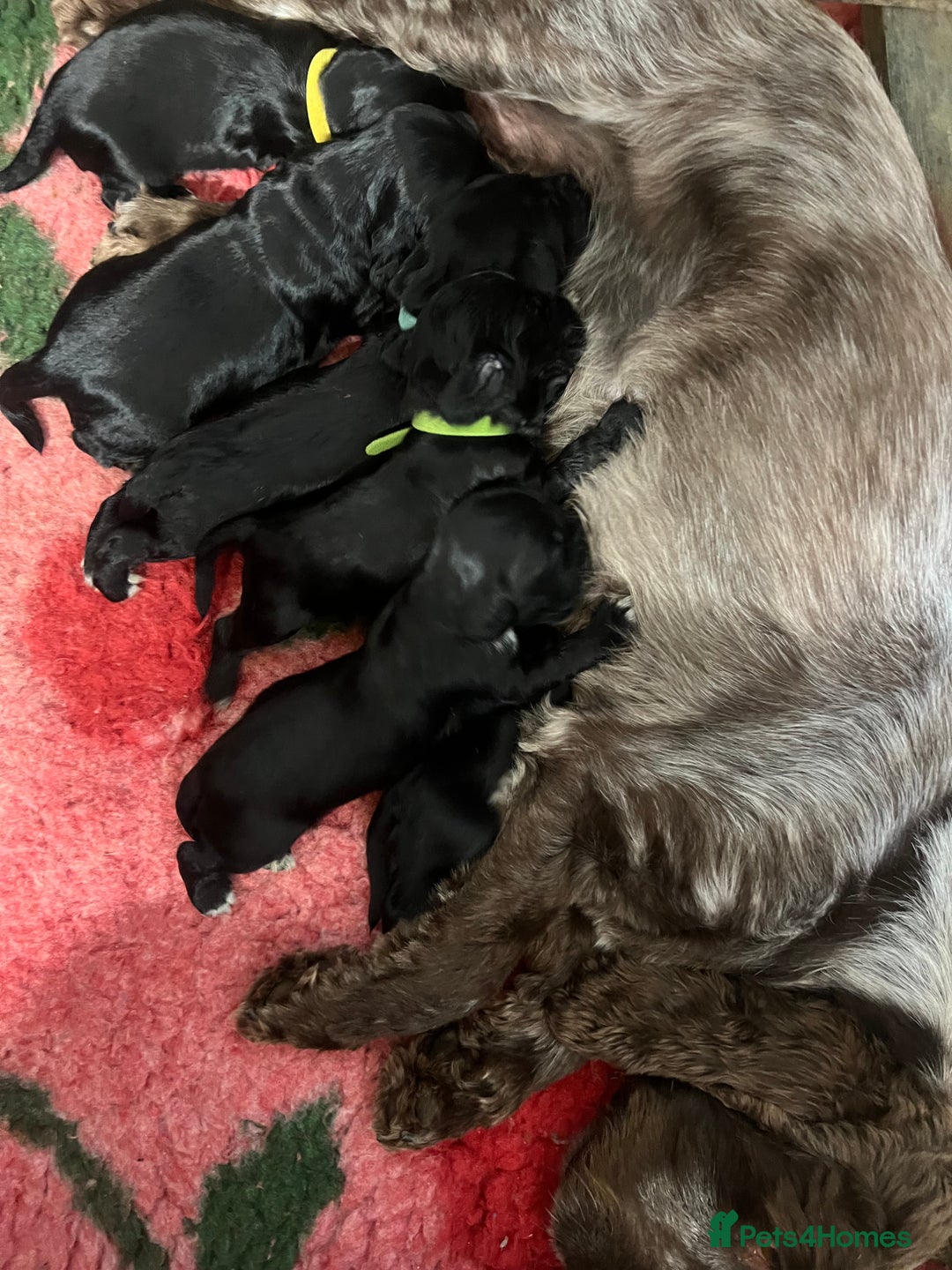 Cocker Spaniel dogs for sale: Kc registered Show cocker spaniel  - Image 19