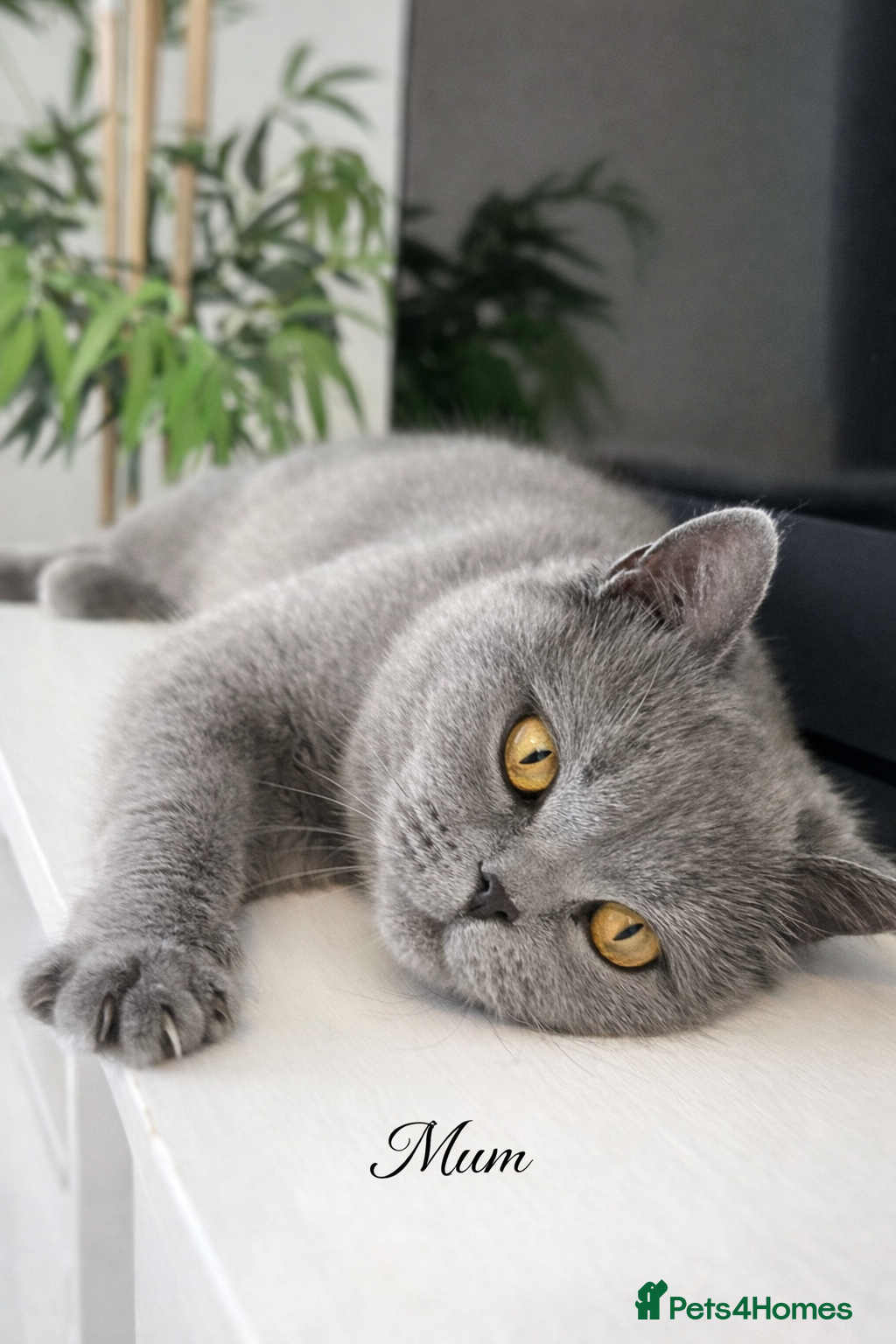 British Shorthair cats Blue British shorthair kittens🐾 - Advert 1