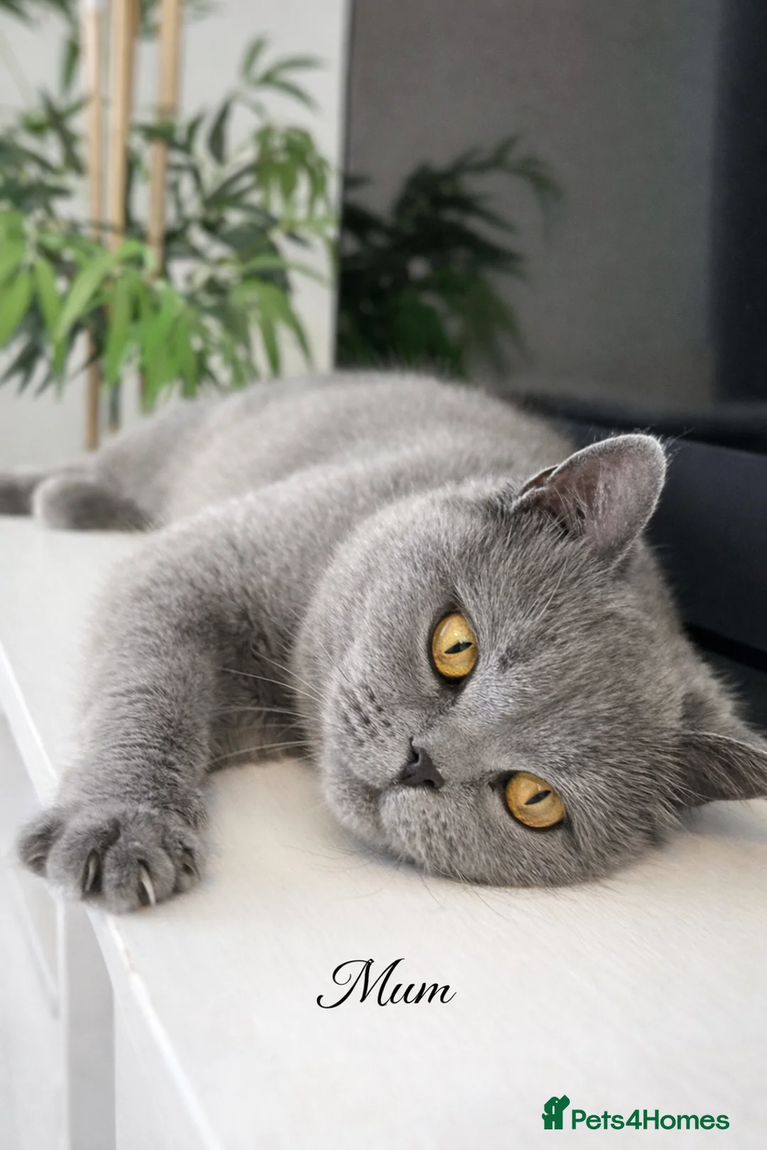 British Shorthair cats for sale: Blue British shorthair kittens🐾 - Advert 1