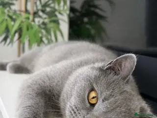 British Shorthair cats Blue British shorthair kittens🐾 - Advert 4