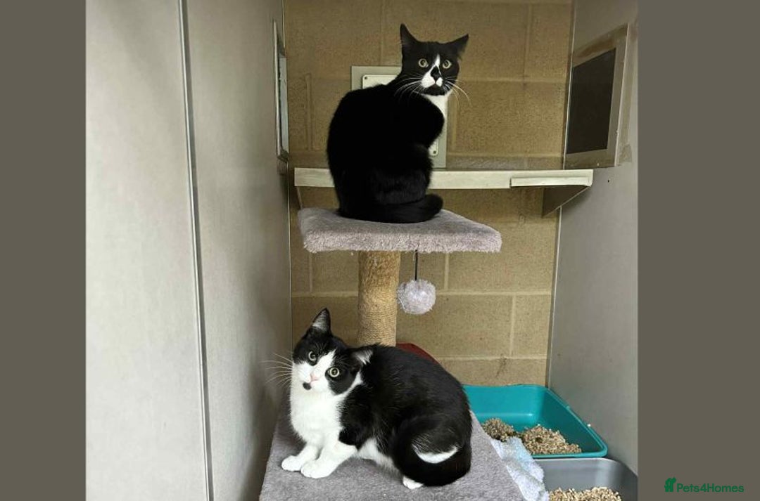 Domestic Shorthair cats for adoption: Cosmo & Mojito - Image 1