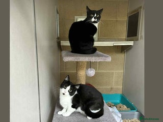 Domestic Shorthair cats - Advert 5