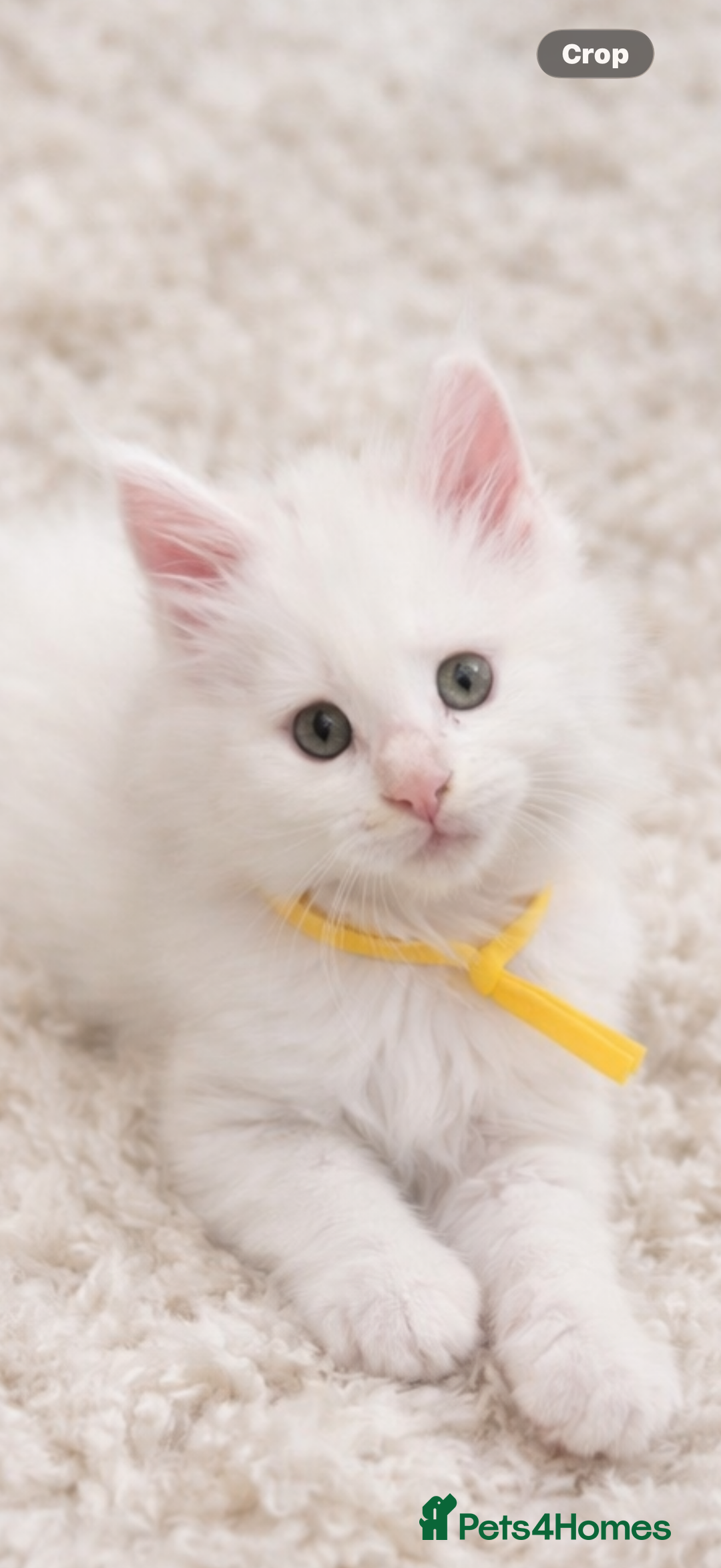 Maine Coon cats for sale: Outstanding pedigree kittens - Advert 7