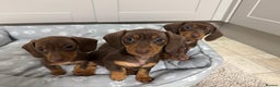 Dachshund dogs for sale: Dachshund puppies - Advert 5