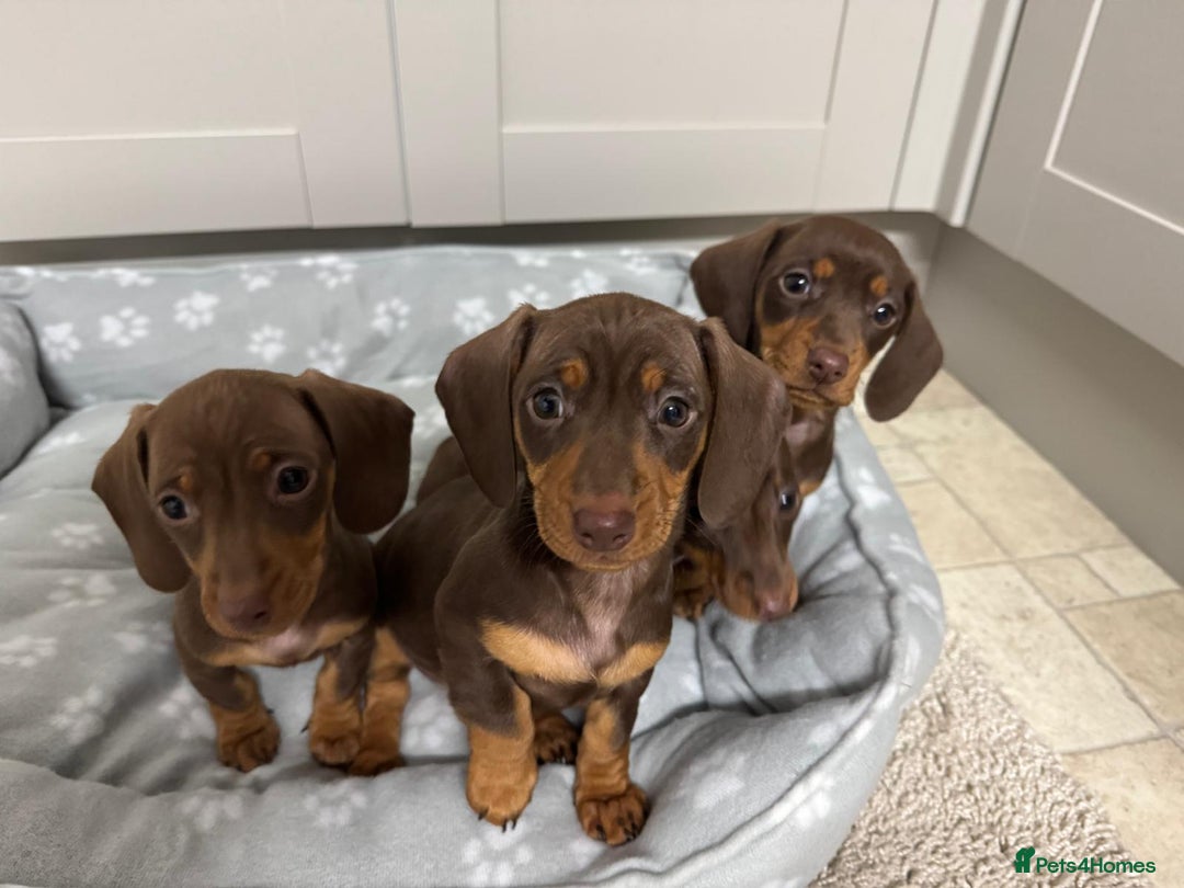 Dachshund dogs for sale: Dachshund puppies - Advert 5