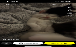 Mixed Breed cats for sale: Unexpected litter  - Image 6