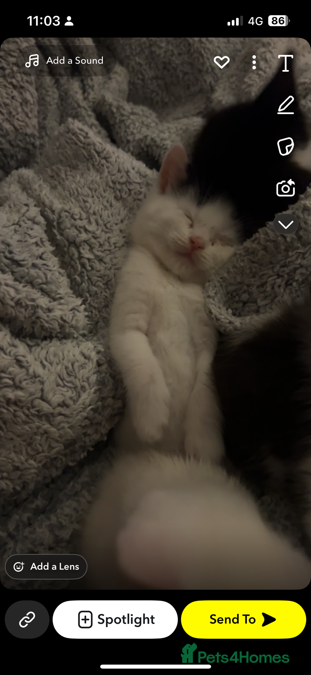 Mixed Breed cats for sale: Unexpected litter  - Image 6