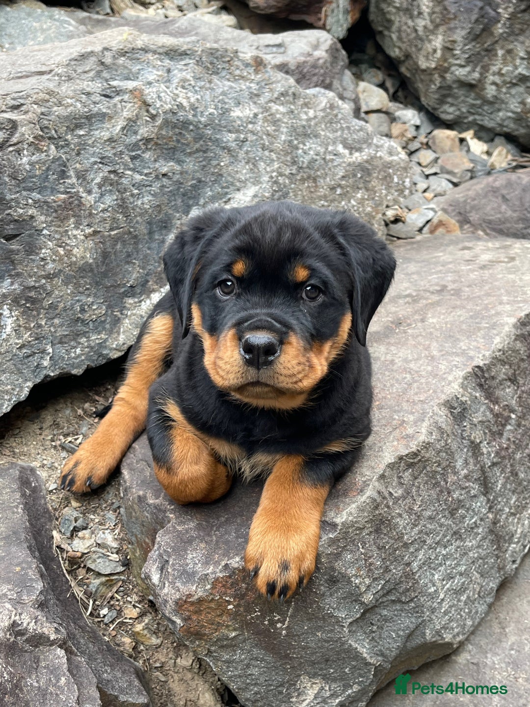 Rottweiler dogs for sale: Pure Bred Rottweilers Boys and Girls Available - Image 2