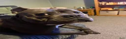 Mixed Breed dogs for sale: Stud pocket bully male 18 months old in Milford Haven - Advert 6