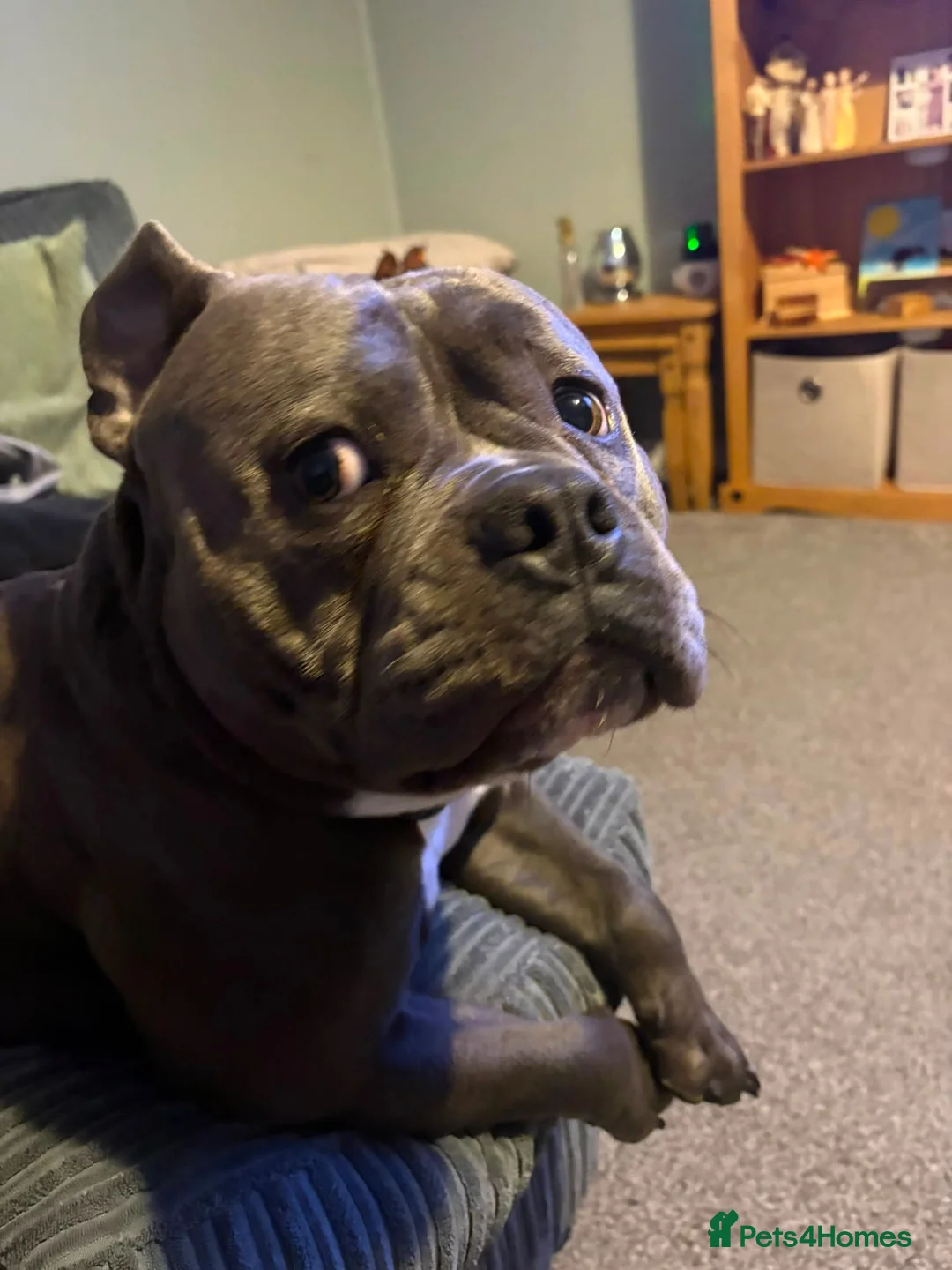 Mixed Breed dogs for sale: Stud pocket bully male 18 months old in Milford Haven - Advert 6