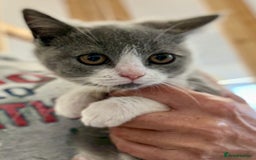 British Shorthair cats for sale: British shorthair kittens.  - Image 8