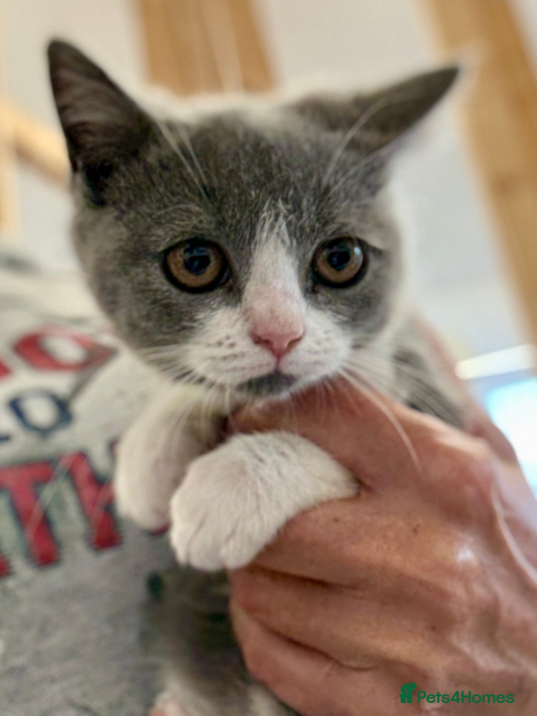 British Shorthair cats for sale: British shorthair kittens.  - Image 8