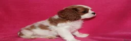 Cavalier King Charles Spaniel dogs for sale: Beautiful Cavalier Kong Charles Spaniel Puppies - Advert 9