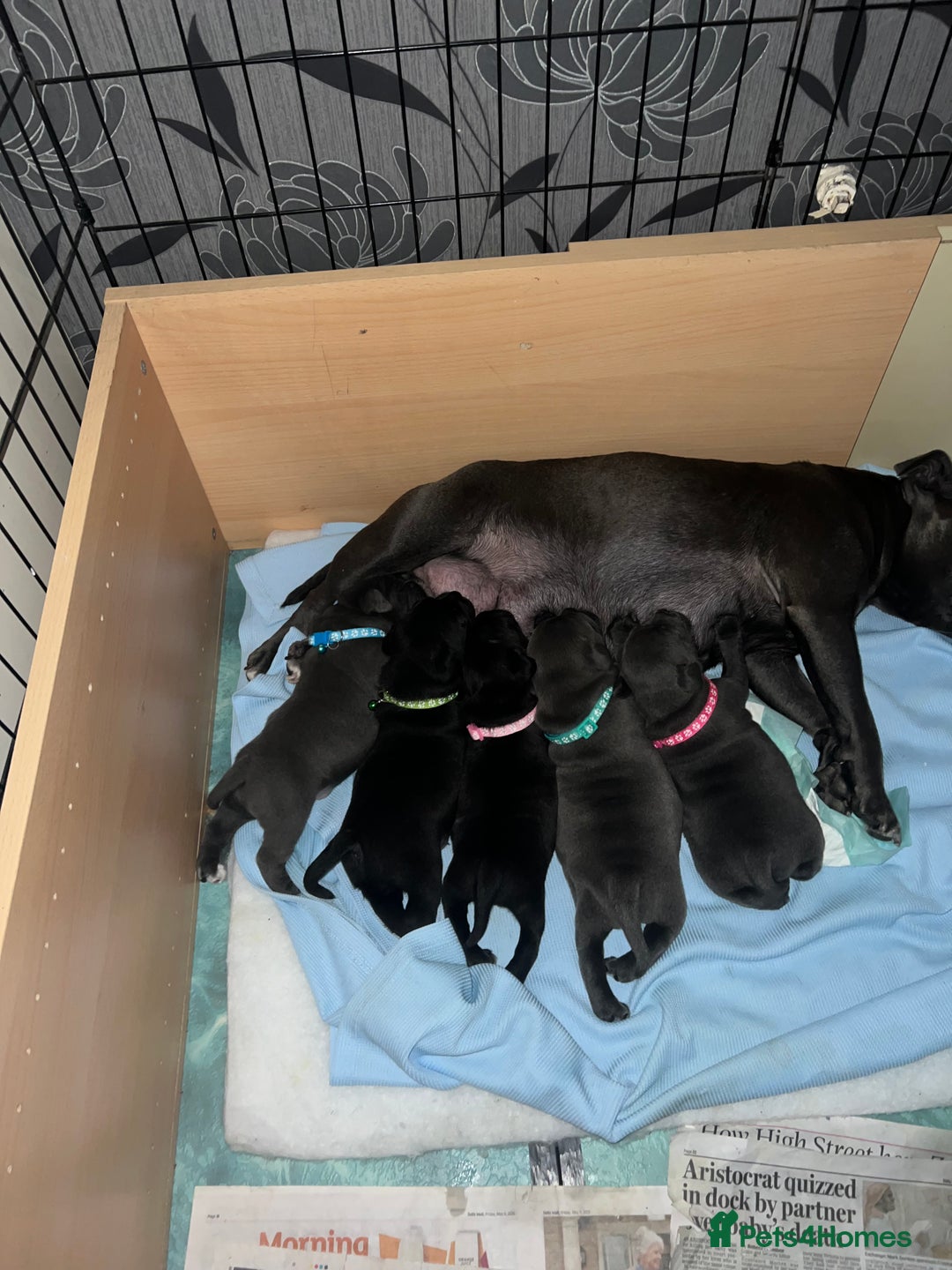Staffordshire Bull Terrier dogs for sale: Puppies  - Image 1