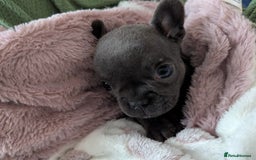 French Bulldog dogs for sale: #Reduced# True miniature French Bulldog - Image 7