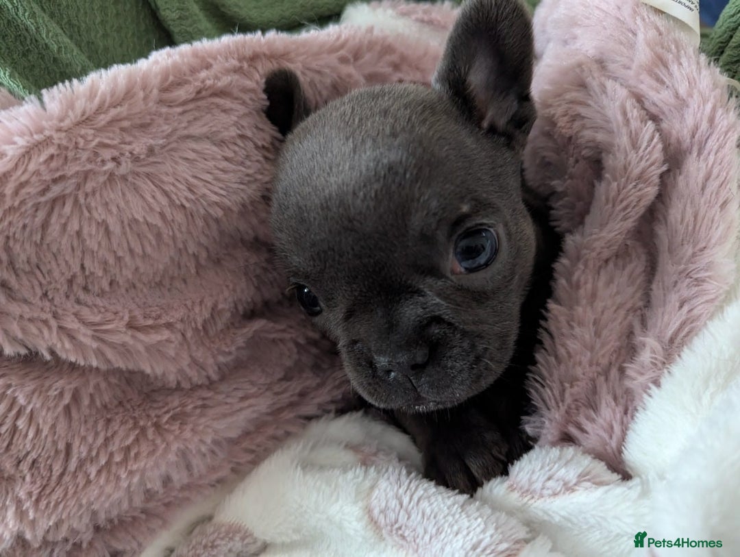 French Bulldog dogs for sale: #Reduced# True miniature French Bulldog - Image 7