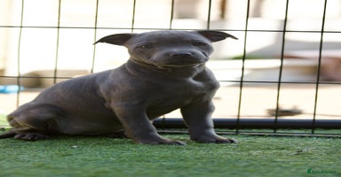 Staffordshire Bull Terrier dogs - Advert 1