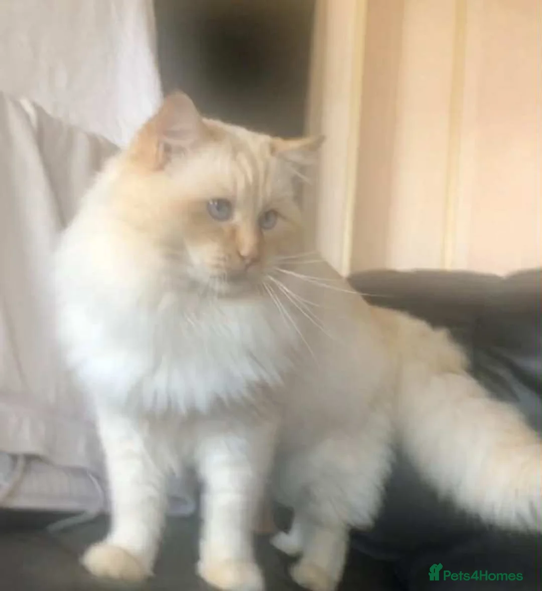 Ragdoll cats for sale: Male Adult Ragdoll - Advert 4