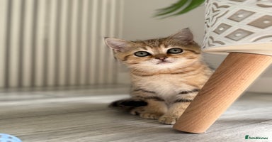Scottish Fold cats - Advert 4